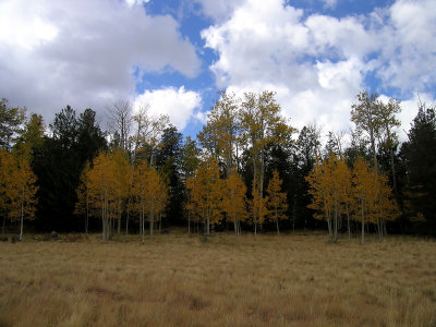Fall in Flagstaff 2005