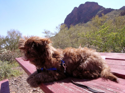 Casey goes to Picacho Peak State Park