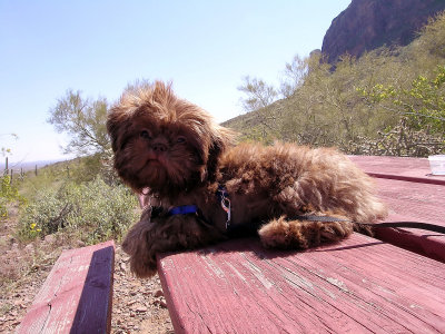 Casey goes to Picacho Peak State Park