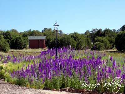 Pretty Flowers