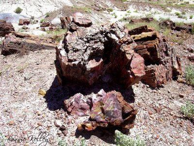 Petrified wood