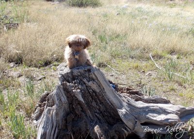 Look at me, I'm King of the stump