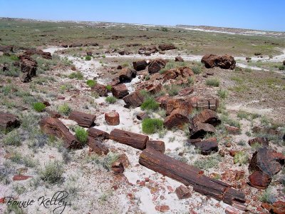 Petrified wood
