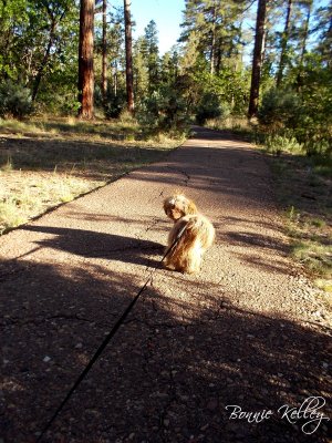 Mogollion Rim Trail