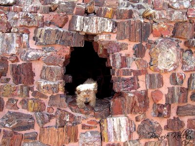 Agate house at Petrified Forest NP with a visitor in the window