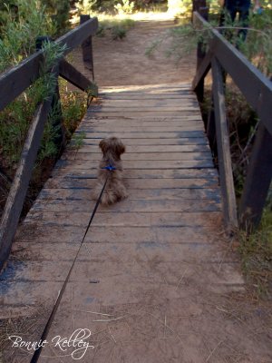 Nice bridge on the Rim Trail