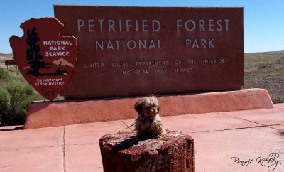 Petrified Forest NP Entrance