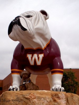 I want to be as big as him when I grow up! (Winslow High School bull dog)