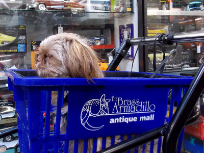 I like this cart I’m up where I can see and I won’t get stepped on.