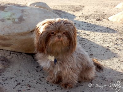 Casey at Bisti/De-Na-Zin Wilderness (How can you not love this little guy!)