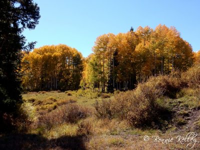 Changing leaves