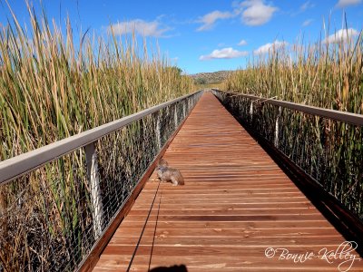 Casey on the Boardwalk At Bosque Del Apache N.W.R.