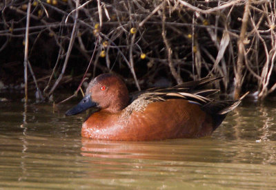 Ducks and Geese