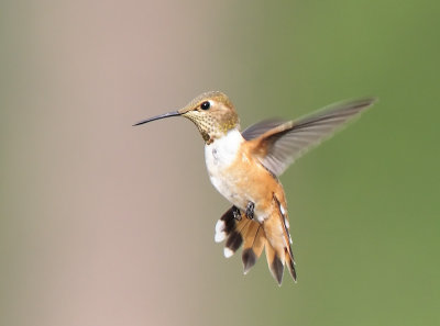 Hummingbirds