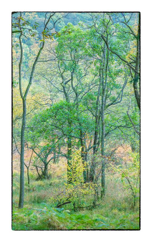 Woods near Rydal Water