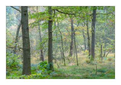Woods near Rydal Water