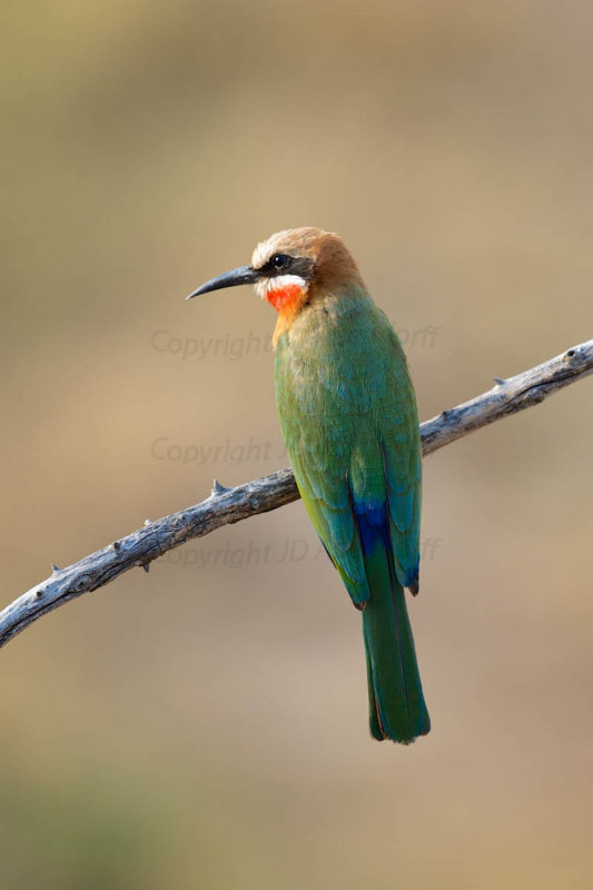 White-fronted bee eater