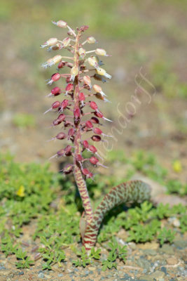 Flowers of the Roggeveld escarpment and Tanqua Karoo