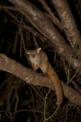 Greater galago