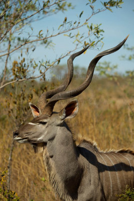 Kudu bull