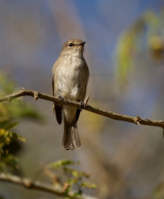 Fairy flycatcher