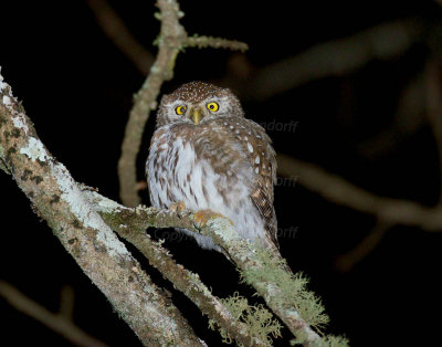 Pearl-spotted owl