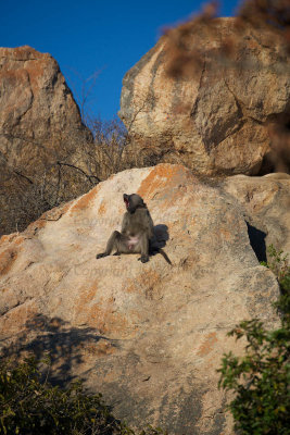 King of the rock