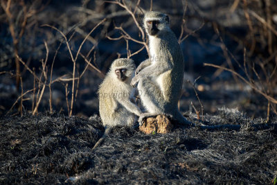 Vervets in burnt veld