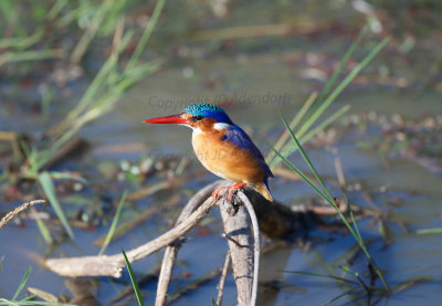 Malachite kingfisher