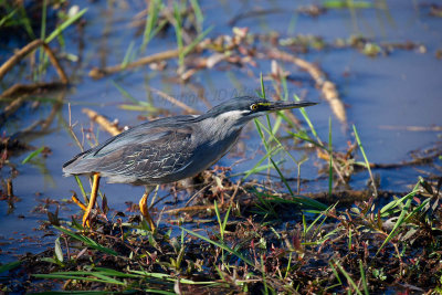 Green-backed heron