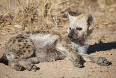 Young hyaena
