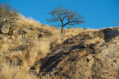 Granite outcrop