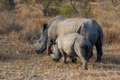 White rhino