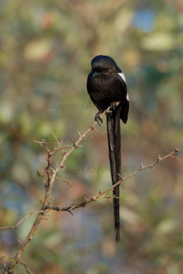 Long-tailed shrike