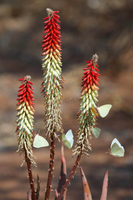 Aloe and whites