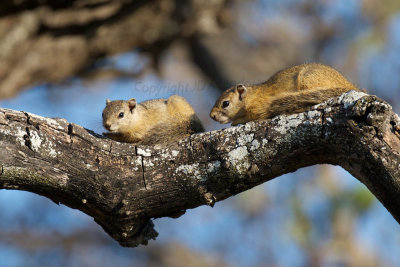 Tree squirrels