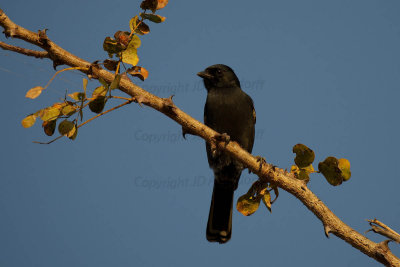 Southern black tit