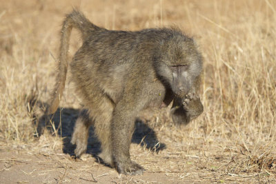 Foraging baboon