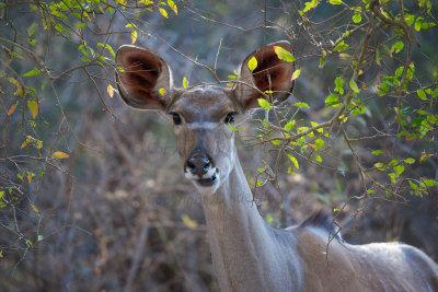 Kudu ewe