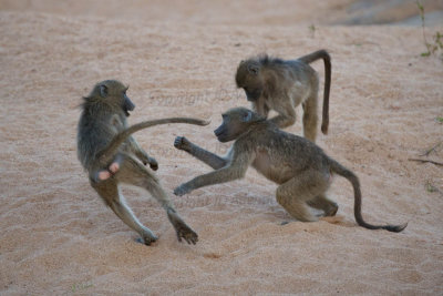 Young baboons