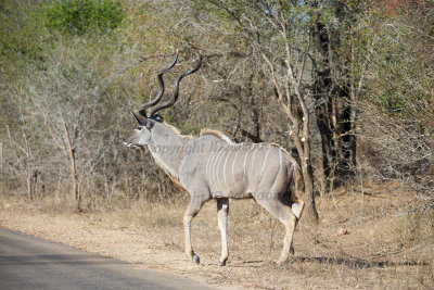 Kudu bull