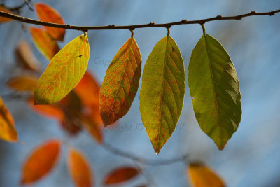 Combretum leaves