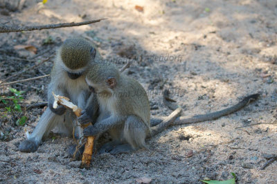 Vervet monkeys