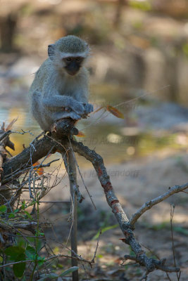 Vervet monkey