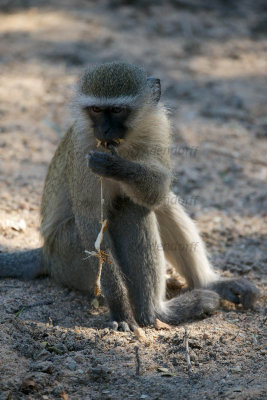 Vervet monkeys