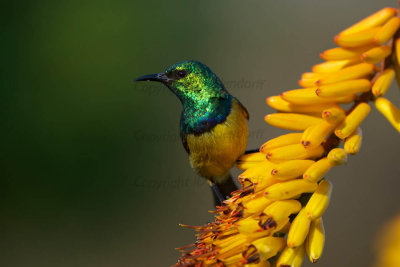 Collared sunbird