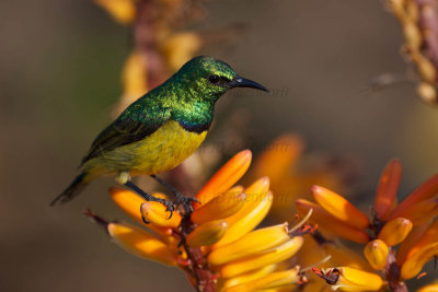 Collared sunbird