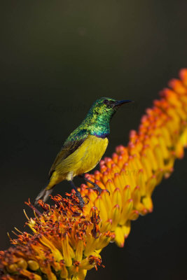 Collared sunbird