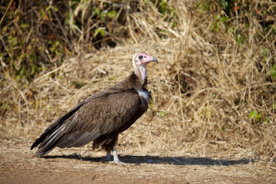 Hooded vulture