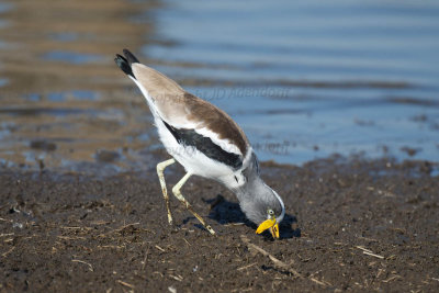White-crowned plover